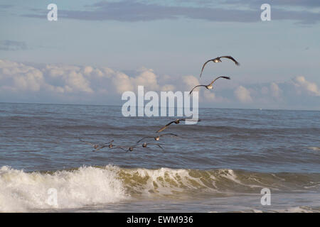 Une ligne courbe de pélicans volant en formation au-dessus de basse d'une vue panoramique sur la mer comme ils chassent pour pêcher près de Sunset Banque D'Images