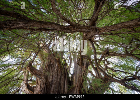 Branches de l'arbre de Tule expansive, arbre de vie, l'arbre le plus large dans le monde, environ 1 500 ans, situé à Oaxaca, Mexique Banque D'Images