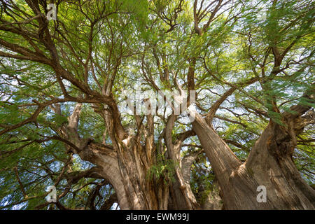 Branches de l'arbre de Tule expansive, arbre de vie, l'arbre le plus large dans le monde, environ 1 500 ans, situé à Oaxaca, Mexique Banque D'Images