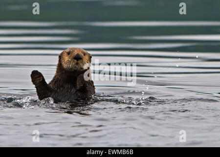 Loutre de mer, Enhydra lutris, appartient à la famille des belettes, photographié de la côte ouest du nord de l'île de Vancouver, en Co Banque D'Images