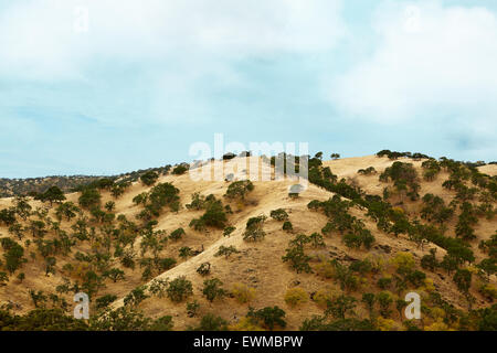 Photographie d'un tan grassy mountain mouchetée avec des arbres dans la campagne du nord de la Californie. Banque D'Images