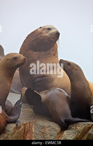 Les lions de mer de Steller (Eumetopias jubatus, alias le lion de mer du Nord) bull reposant sur un rocher entre les femmes le long de la Great Bear Rainfo Banque D'Images