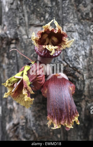 Plante parasite growing on tree Banque D'Images