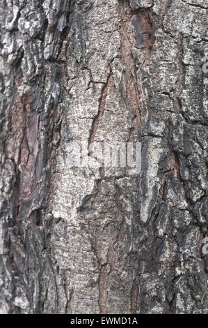 Close up of wood texture peeling Banque D'Images