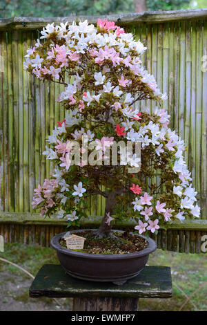 Azalea Satsuki (Rhododendron indicum) bonsai, Allemagne Banque D'Images