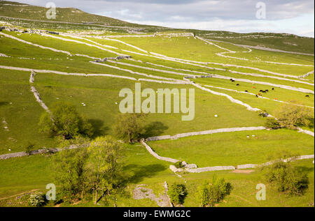 Champs et des murs secs, Malham, Yorkshire Dales national park, England, UK Banque D'Images