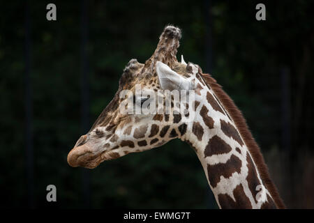 Giraffe réticulée (Giraffa camelopardalis reticulata), portrait, captive Banque D'Images