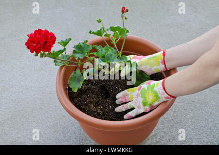 Récipient jardinage, terreau d'une plante - Étape 5 de 7 : plantation de fleurs (géraniums) dans le terreau et couvrant jusqu'aux racines. Parution du modèle. Banque D'Images