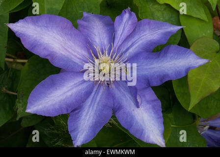 Clematis 'Daniel Deronda' Banque D'Images