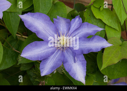 Clematis 'Daniel Deronda' Banque D'Images