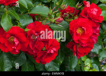 "Une fleur rouge écarlate des tapis rose bush Banque D'Images