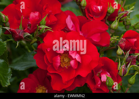 "Une fleur rouge écarlate des tapis rose bush Banque D'Images