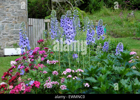 Les plantes vivaces de fleurs de delphinium bleu et de Sweet William fleurissent dans une bordure herbacée dans un jardin de campagne anglais à Carmarthenshire, pays de Galles, Royaume-Uni KATHY DEWITT Banque D'Images