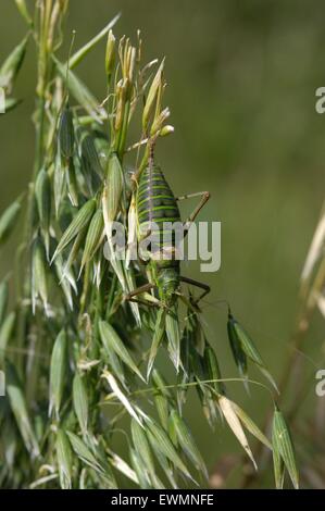 Katydid méditerranéenne - Saddle-soutenu bushcricket (Ephippiger ephippiger) femmes en été Aveyron - France Banque D'Images