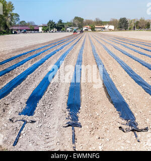 Les travaux agricoles : préparer les champs pour la plantation des greffés des vis Banque D'Images