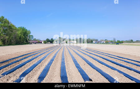 Les travaux agricoles : préparer les champs pour la plantation des greffés des vis Banque D'Images