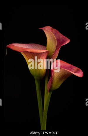 Les zantedeschias colorés sur fond noir Banque D'Images