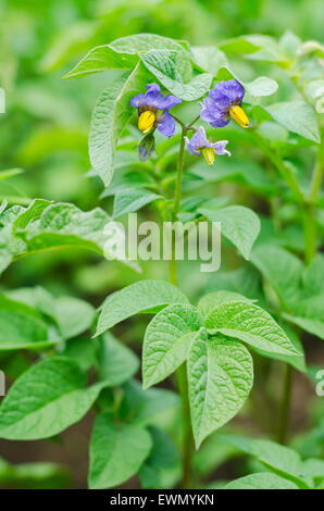 Fleurs violettes et des feuilles de pommes mûres. Bush de pommes de terre en fleurs. Arrière-plan de la nature. Banque D'Images