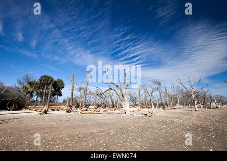 Botany Bay Beach, île Edisto, Caroline du Sud, USA Banque D'Images