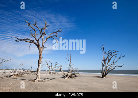 Botany Bay Beach, île Edisto, Caroline du Sud, USA Banque D'Images