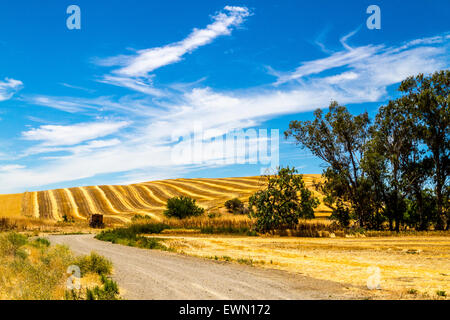 Un champ fraîchement tondue à Antioche en Californie Banque D'Images