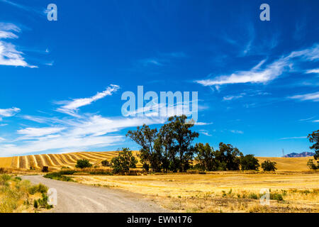 Un champ fraîchement tondue à Antioche en Californie Banque D'Images
