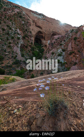 Capitol Reef National Park Pont Naturel Brimhall Banque D'Images