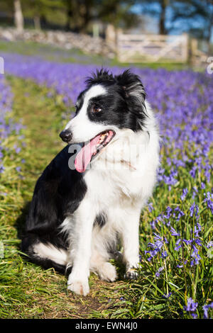 Un Border Collie dog parmi les jacinthes au-dessus Austwick, Yorkshire Dales, au Royaume-Uni. Banque D'Images