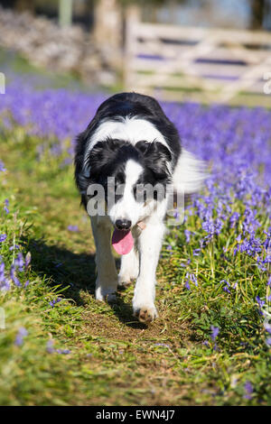 Un Border Collie dog parmi les jacinthes au-dessus Austwick, Yorkshire Dales, au Royaume-Uni. Banque D'Images