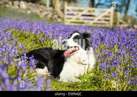 Un Border Collie dog parmi les jacinthes au-dessus Austwick, Yorkshire Dales, au Royaume-Uni. Banque D'Images