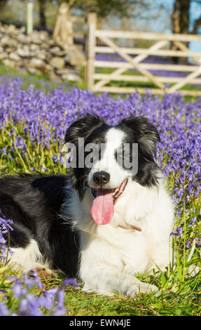 Un Border Collie dog parmi les jacinthes au-dessus Austwick, Yorkshire Dales, au Royaume-Uni. Banque D'Images