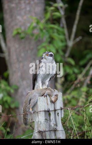 Autour des palombes Accipiter gentilis perché sur un poteau de clôture en bois gris avec des proies de l'écureuil gris dans des conditions contrôlées Banque D'Images