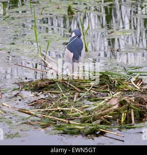 Funny bihoreau gris est à la recherche de la nourriture dans le lac Banque D'Images