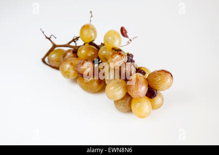 Grappe de raisin blanc Banque D'Images