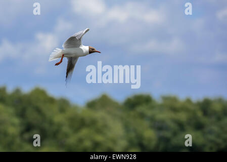 Mouette rieuse (Chroicocephalus ridibundus) en vol au-dessus des arbres Banque D'Images