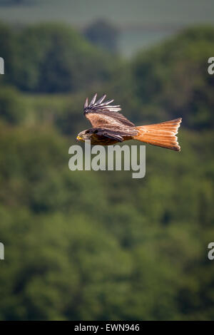 Le milan royal (Milvus milvus) montrant sa grande queue fourchue dans la lumière du soleil en vol Banque D'Images