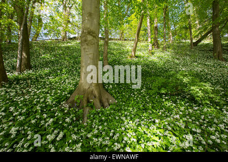 L'ail des ours ou Allium ursinum, Ramsons, poussant sur le bansk de la rivière Ribble, s'installer au-dessus de vallées du Yorkshire, UK. Banque D'Images