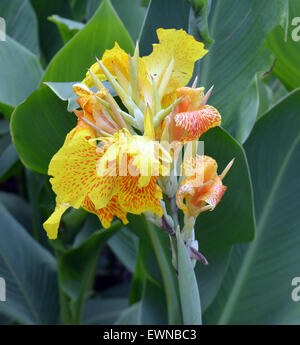 Canna indica floraison à La Havane, Cuba Banque D'Images