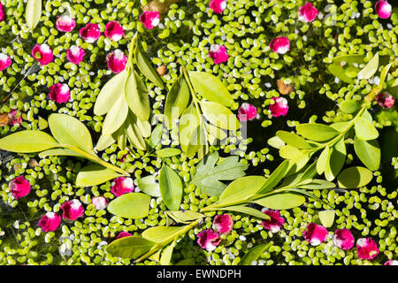 Pétales d'une aubépine lisse arbre, Crataegus laevigata sur un étang de jardin couvert de mauvaises herbes canard à Ambleside, Royaume-Uni. Banque D'Images