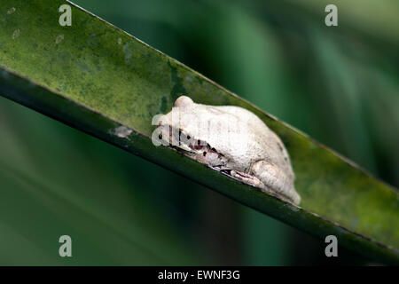 Rainette mexicaine commun (Smilisca baudinii) - Camp Lula Sams, Brownsville, Texas, États-Unis Banque D'Images