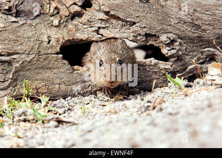 Hispid Rat coton (Sigmodon hispidus) - Camp Lula Sams - Brownsville, Texas, États-Unis Banque D'Images