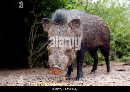 Javelina ou pécari à collier - Camp Lula Sams - Brownsville, Texas USA Banque D'Images