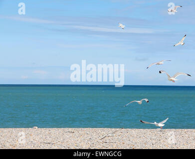 Vol de mouettes sur une plage de galets en Normandie, France Banque D'Images