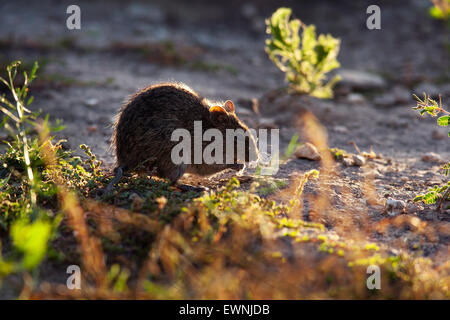 Hispid Rat coton (Sigmodon hispidus) - Camp Lula Sams - Brownsville, Texas, États-Unis Banque D'Images