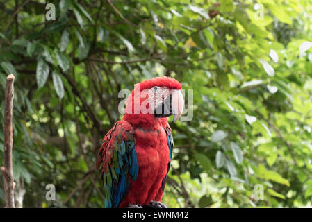 Parrot dans la jungle Banque D'Images