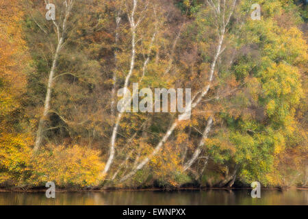 L'automne à ahlhorner fischteiche, forstamt ahlhorn, Basse-Saxe, Allemagne Banque D'Images