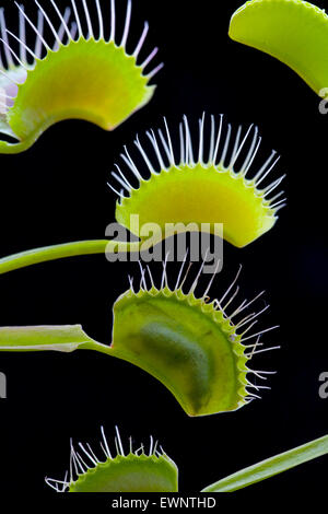 Mouche piégée dans la plante de Dionaea muscipula de Vénus piège à mouches Banque D'Images