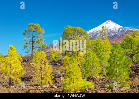 Tenerife - Vue du mont Teide, Îles Canaries, Espagne Banque D'Images