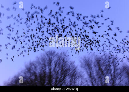 A nagé de western choucas au ciel du soir, Corvus monedula, Niedersachsen, Allemagne Banque D'Images