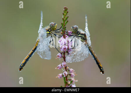 Deux dard noir, sympetrum danae, goldenstedt, Niedersachsen, Allemagne Banque D'Images